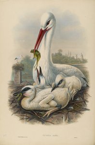 不明な画像 作： John after Gould