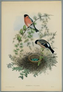 不明な画像 作： John after Gould