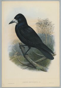 不明な画像 作： John after Gould