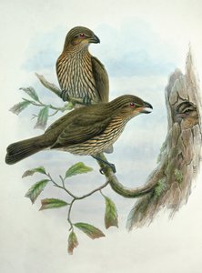 Ailuroedus Dentirostris、ハシブトガラスの鳥 作： John and Hart, William Gould