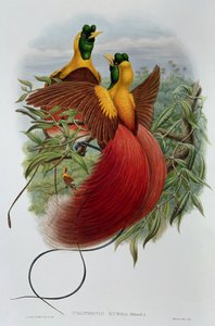 ウラノルニス・ルブラ 作： John and Hart, William Gould