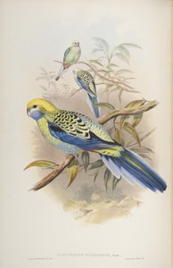 オーストラリアの鳥のジョングールド作、1840年のPlatycerus cyanogenus