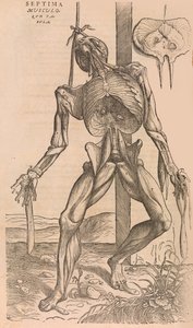 De humani corporis fabrica Of the Structure of the Human Body, 1555. 作： John of Calcar