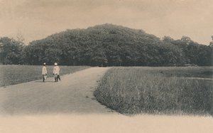 「バンヤン ツリー、植物園。 カルカッタ、1906年。 作： Johnston and Hoffmann