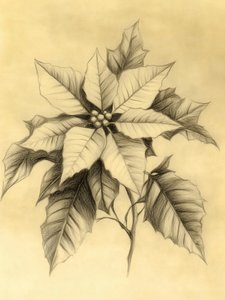 優雅なポインセチアの絵 作： 