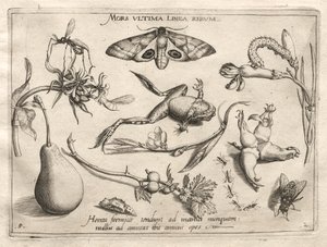 原型と研究：死はすべてのパートII、プレート5、1592の終わりを示す線です。 作： Joris Hoefnagel