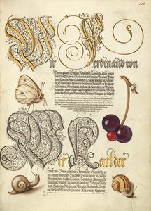バタフライ、スイートチェリー、ランドスネイル 作： Joris Hoefnagel