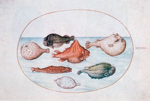 魚、16世紀 作： Joris Hoefnagel