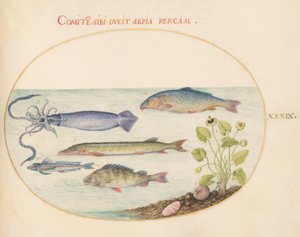 魚、c.1575-80 作： Joris Hoefnagel