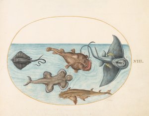 魚、c.1575-80 作： Joris Hoefnagel