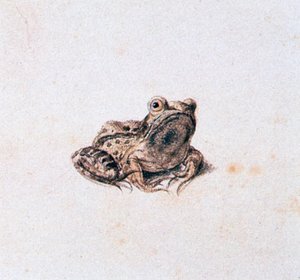 緑のカエル、16世紀