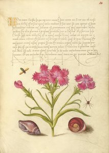 昆虫、スウィート・ウィリアム、クモ、海洋軟体動物、サンタルチアの目 作： Joris Hoefnagel