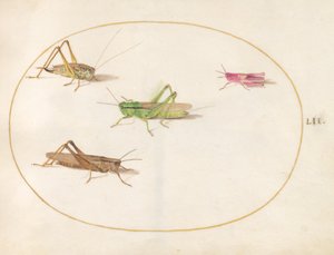昆虫、c.1575-80 作： Joris Hoefnagel