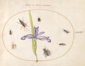 昆虫、c.1575-80 作： Joris Hoefnagel