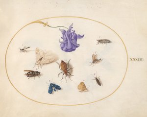 昆虫、c.1575-80 作： Joris Hoefnagel