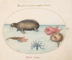 海洋生物、c.1575-80 作： Joris Hoefnagel