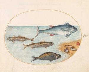 図版11：4匹の魚と貝殻 作： ヨリス・ヘフナーゲル