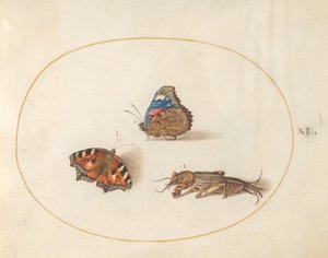 プレート 11: 小さなべっ甲と赤提督蝶とモグラ 作： Joris Hoefnagel