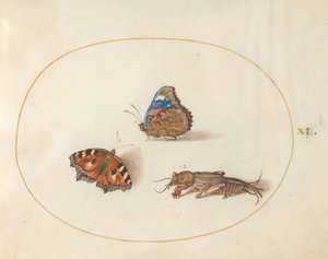 図版11: ヒオドシチョウとアカタテハ、ケラ 作： ヨリス・ヘフナーゲル