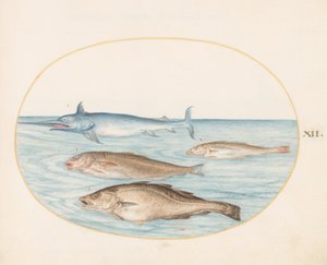 プレート 12: メカジキと他の 3 匹の魚 作： Joris Hoefnagel