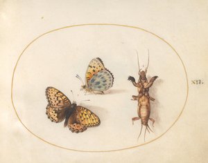 プレート 12: 蝶 (銀色の縁取りのバイモ?) とモール コオロギの 2 つのビュー 作： Joris Hoefnagel
