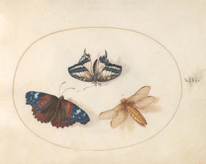 プレート 13: 黄色のアゲハ蝶と赤い提督蝶とトンボ (ブロード ボディ チェイサー?) 作： Joris Hoefnagel