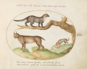 プレート 14: ジャコウネコ、オオヤマネコ、ハイエナ