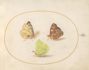第14図版：キタキチョウ、ヒメアカタテハ、モンキチョウ 作： ヨリス・ヘフナーゲル