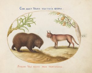 Plate 15: クマとオオヤマネコ(?) 作： Joris Hoefnagel
