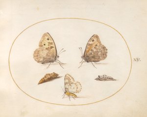 プレート 15: グレイリング バタフライ、カササギ、および 2 つのサナギ 作： Joris Hoefnagel