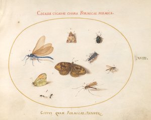 プレート 18: 蝶 2 羽と蛾 1 羽、トンボ 1 羽、アリ 2 羽、その他の昆虫 4 羽 作： Joris Hoefnagel