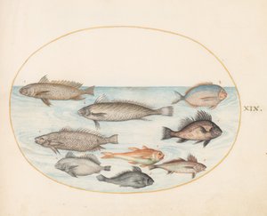 プレート 19: 2 つの「コラチーニ」を含むスズメダイとその他の魚 作： Joris Hoefnagel