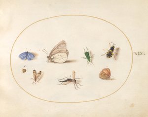 プレート 19: 2 つの蝶と 5 つの他の昆虫 作： Joris Hoefnagel