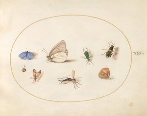 図版19: 2匹の蝶と5匹の他の昆虫 作： ヨリス・ヘフナーゲル