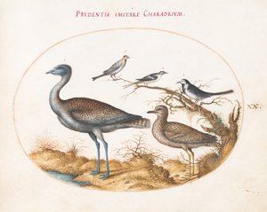 プレート 20: 千鳥と他の 4 羽の鳥 作： Joris Hoefnagel