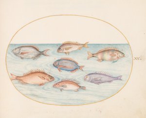 プレート 20: 鯛、デンテックス、サルゴ、およびその他の魚 作： Joris Hoefnagel