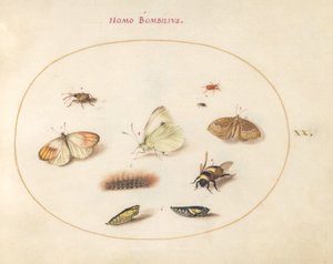 プレート 20: 蝶 3 匹、毛虫 1 匹、ハチ 1 匹、蛹 2 匹、ゾウムシ 3 匹 作： Joris Hoefnagel