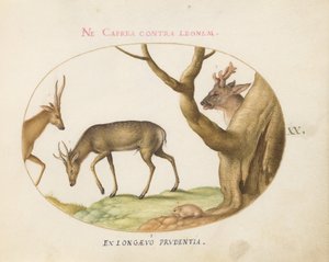 Plate 20: 3種類の雄鹿とヤマネ(?) 作： Joris Hoefnagel