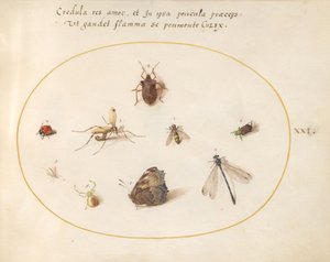 プレート 21: 蝶とトンボ、てんとう虫、その他 5 匹の昆虫 作： Joris Hoefnagel