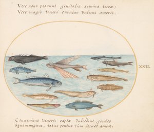 プレート22：ボラ、トビウオ、ウナギ、その他の魚 作： Joris Hoefnagel