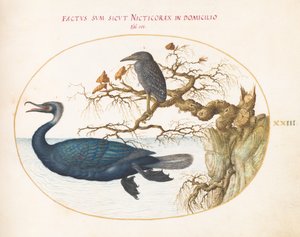 プレート 23: ブラントの鵜とコガネムシの幼鳥 作： Joris Hoefnagel