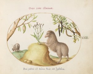 プレート 23: 尻尾の長いヒツジ、尾の長いヒツジ、カシア プルガトリクス、その他の植物 作： Joris Hoefnagel