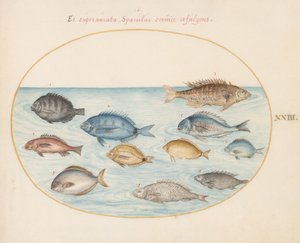 第23図版：ブリーム(?)とその他の魚 作： ヨリス・ヘフナーゲル