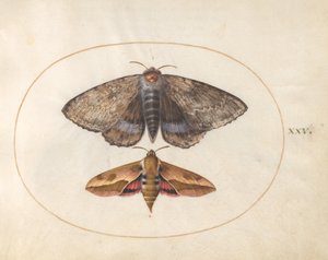 プレート 25: 青いアンダーウィング モスとスズメバチ ホーク モス 作： Joris Hoefnagel