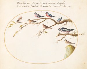 プレート 25: アカゲラ、ウソ、スズメ、その他の鳥 作： Joris Hoefnagel