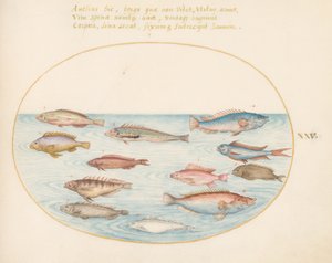 プレート 25: 地中海レインボー ベラ、その他のベラ、アゲハチョウ (?)、いくつかの「Anthiae」、およびその他の魚 作： Joris Hoefnagel