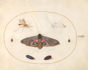 プレート 27: 2 匹の蛾、2 匹のキザリド、およびその他の昆虫 作： Joris Hoefnagel