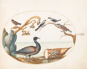 図版28：フジツボガン、モズ類とほかの鳥たち 作： ヨリス・ヘフナーゲル