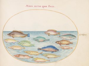 Plate 28: 鯛(?)とその他の魚 作： Joris Hoefnagel