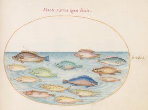 図版28：タイ(?)とその他の魚 作： ヨリス・ヘフナーゲル
